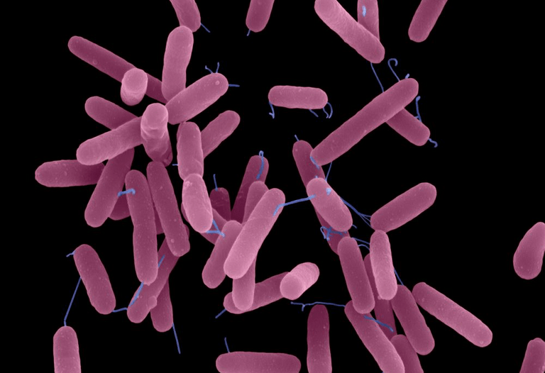 Pseudomonas aeruginosa рисунок
