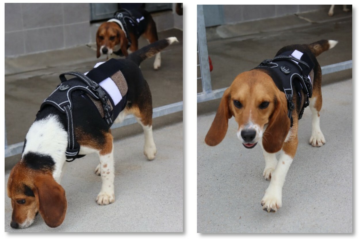 Beagles heureux et équipés