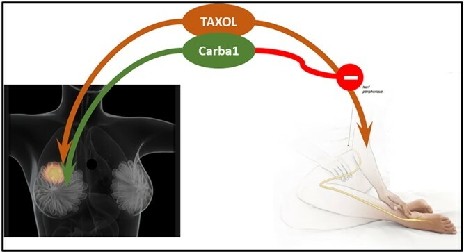 Visuel SAXOL